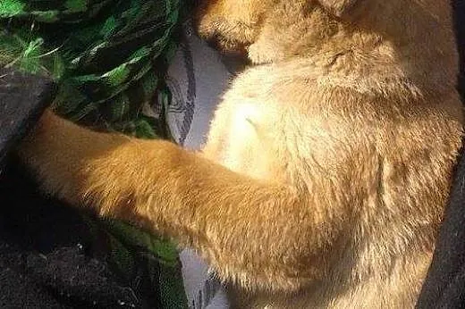 Szczeniaki do pilnej adopcji !,  mazowieckie Płock