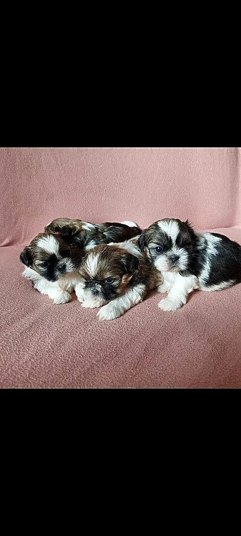 Shih tzu tricolor, Podlaskie, Łomża