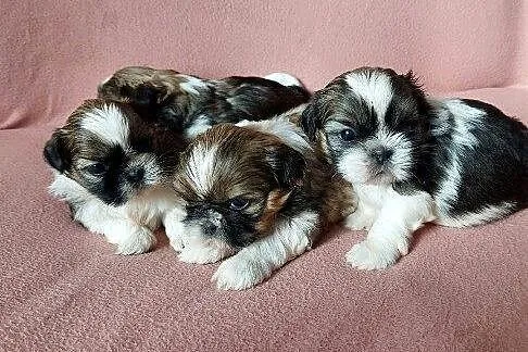 Shih tzu tricolor, Podlaskie, Łomża