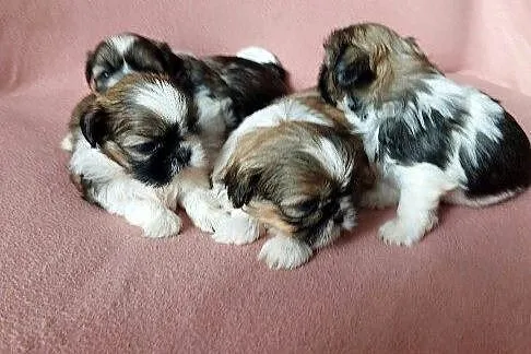 Shih tzu tricolor, Podlaskie, Łomża