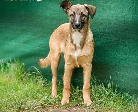SURI - 7 miesięczna sunia wyrzucona w lesie do ado