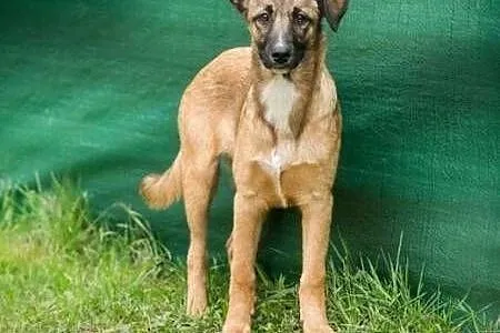 SURI - 7 miesięczna sunia wyrzucona w lesie do ado
