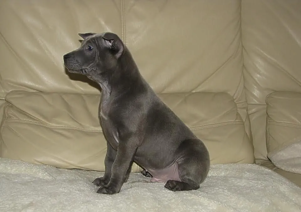 THAI RIDGEBACK DOG - niebieskie szczenięta