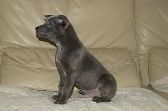 THAI RIDGEBACK DOG - niebieskie szczenięta