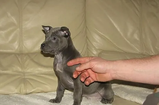 THAI RIDGEBACK DOG - niebieskie szczenięta