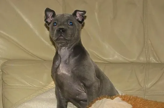 THAI RIDGEBACK DOG - niebieskie szczenięta