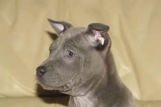 THAI RIDGEBACK DOG - niebieskie szczenięta