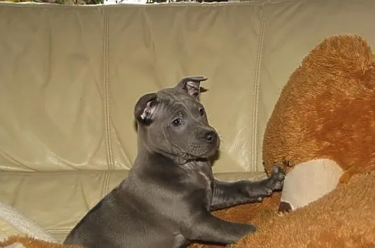 THAI RIDGEBACK DOG - niebieskie szczenięta