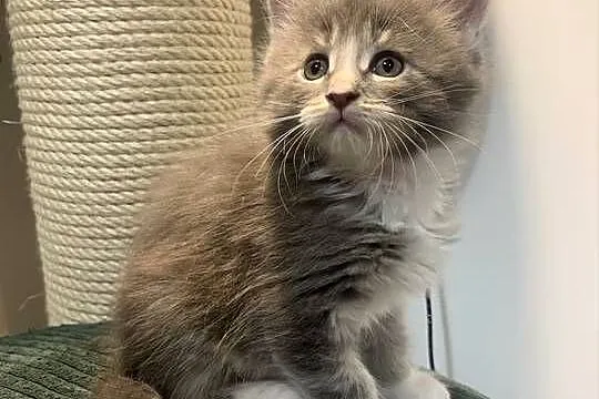 Maine Coon Srebno Biały Pręgowany ( szaro-biały )