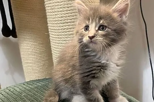 Maine Coon Srebno Biały Pręgowany ( szaro-biały ), Mazowieckie, Warszawa