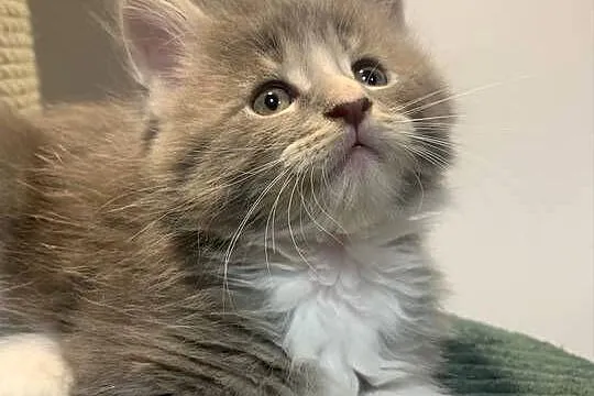 Maine Coon Srebno Biały Pręgowany ( szaro-biały ), Mazowieckie, Warszawa
