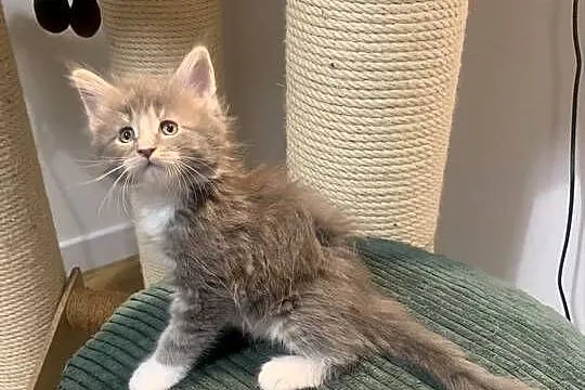 Maine Coon Srebno Biały Pręgowany ( szaro-biały ), Mazowieckie, Warszawa