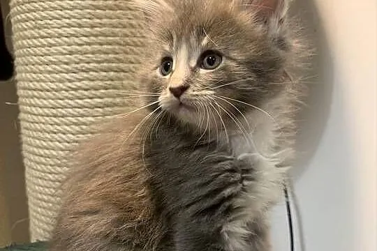 Maine Coon Srebno Biały Pręgowany ( szaro-biały ), Mazowieckie, Warszawa