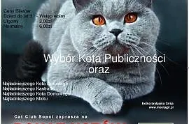 Zapraszamy na Pokaz Kotów Rasowych do Tczewa 22.02, Tczew