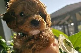 Maltipoo ( suczka )