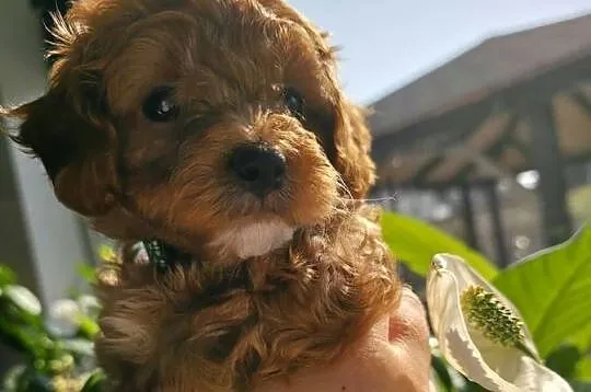 Maltipoo ( suczka )