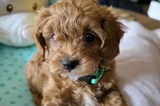 Maltipoo ( suczka ), Mazowieckie, Wyszków