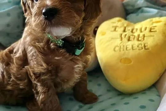 Maltipoo ( suczka ), Mazowieckie, Wyszków