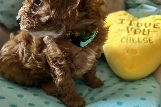 Maltipoo ( suczka ), Mazowieckie, Wyszków