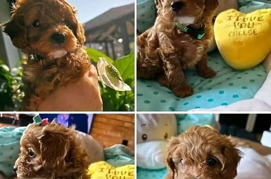 Maltipoo ( suczka ), Mazowieckie, Wyszków