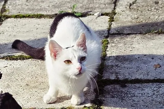 Buli- nieśmiały kot szuka mądrego i cierpliwego wł