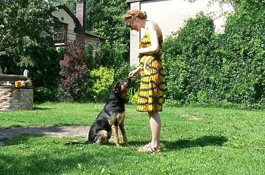 Frugo – super psiak szuka domu