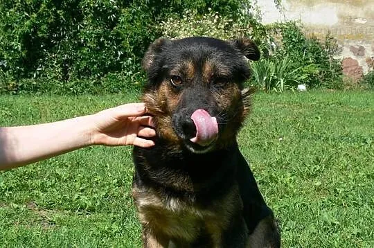 Frugo – super psiak szuka domu