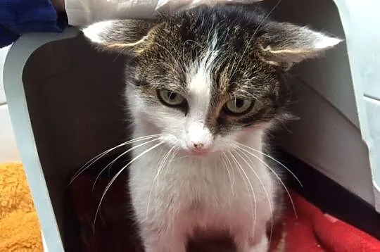 Fluffy- puszysty przystojniak