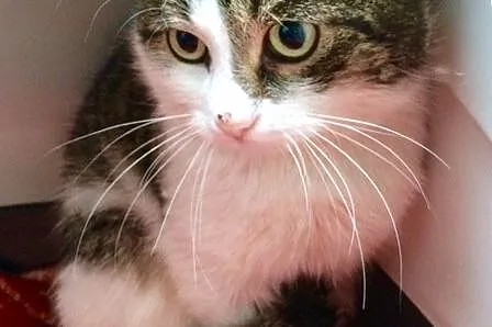 Fluffy- puszysty przystojniak