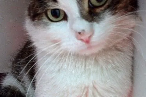 Fluffy- puszysty przystojniak