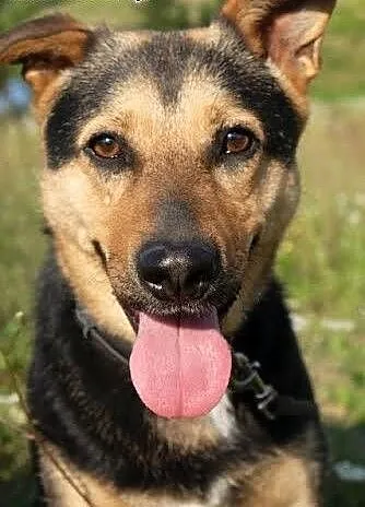 Lukka w typie owczarka szuka aktywnego domu!, mał