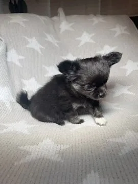 Szczenięta Rasy Chihuahua | Zarejestrowane w Kennel Club, , Konstancin-Jeziorna