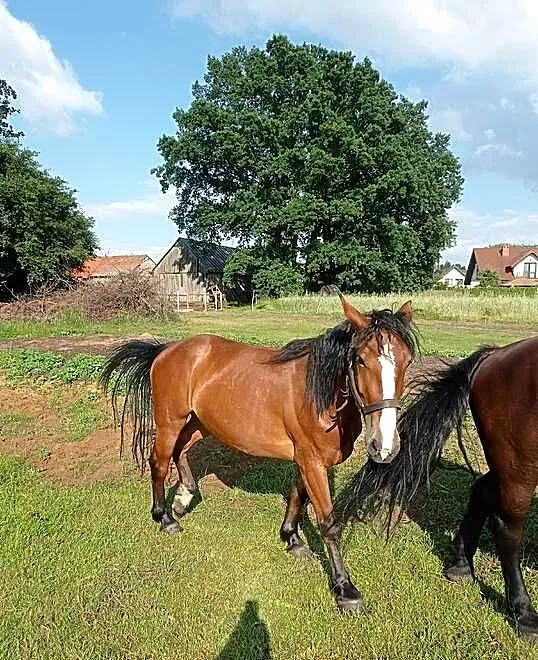 Zimnokrwiste konie, Mazowieckie, Pułtusk