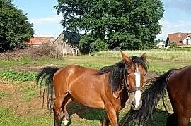 Zimnokrwiste konie