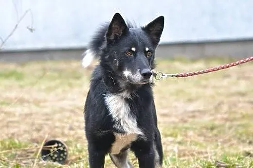 Gucio, aktywny energiczny pies,  łódzkie Łódź