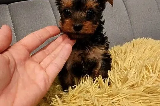 Suczka Yorkshire terrier gotowa do zamiany domu