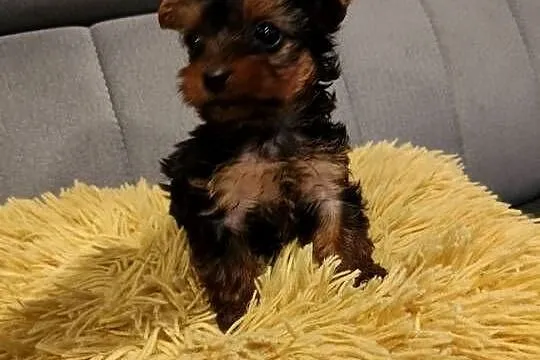Suczka Yorkshire terrier gotowa do zamiany domu, Kujawsko-pomorskie, Dobrzejewice