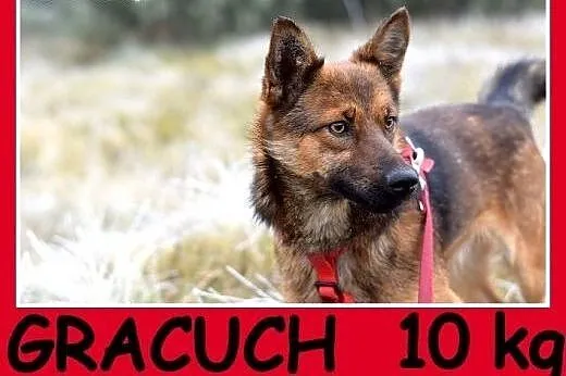 Mały 10 kg,przyjazny,łagodny,grzeczny psiak GRACUC