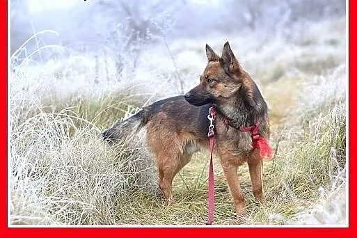 Mały 10 kg,przyjazny,łagodny,grzeczny psiak GRACUC