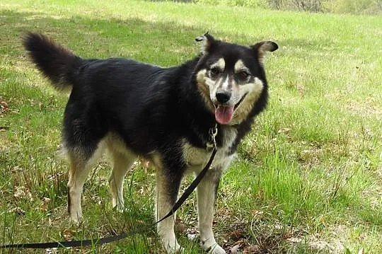 Piękny wesoły przyjacielski piesek poleca się do adopcji