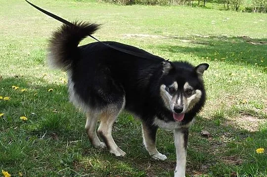 Piękny wesoły przyjacielski piesek poleca się do adopcji, Małopolskie, Kraków