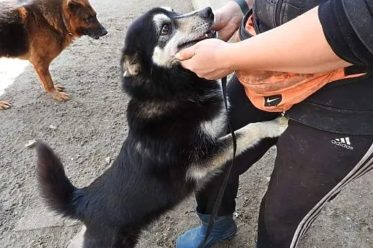 Piękny wesoły przyjacielski piesek poleca się do adopcji, Małopolskie, Kraków