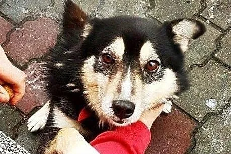 Piękny wesoły przyjacielski piesek poleca się do adopcji, Małopolskie, Kraków