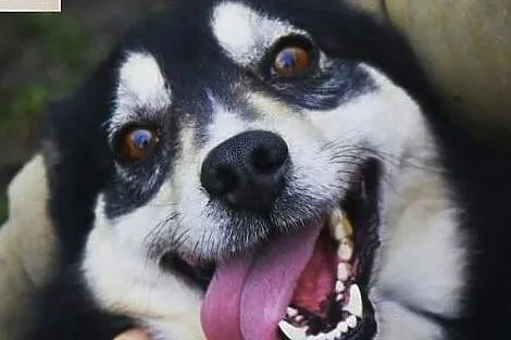 Piękny wesoły przyjacielski piesek poleca się do adopcji, Małopolskie, Kraków