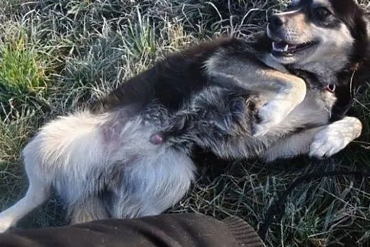 Piękny wesoły przyjacielski piesek poleca się do adopcji, Małopolskie, Kraków