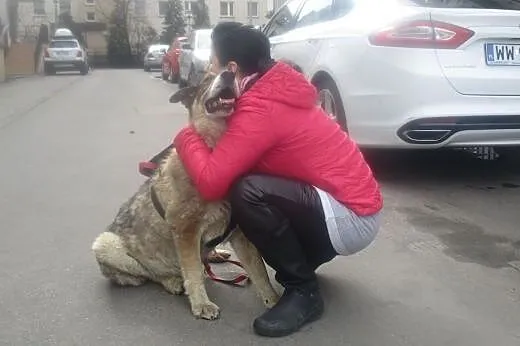Niewidomy duży starszy pies Misio Bibi szuka domu 