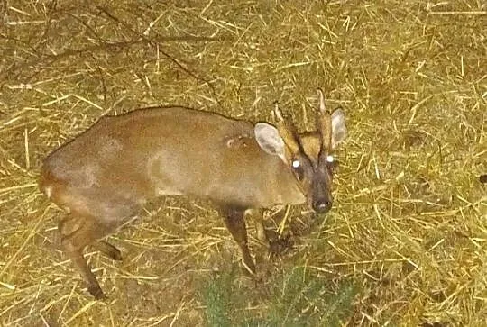 Mundżak chiński, Podkarpackie, Stalowa Wola