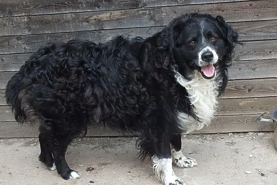 Misiek do adopcji, , Kłodzko