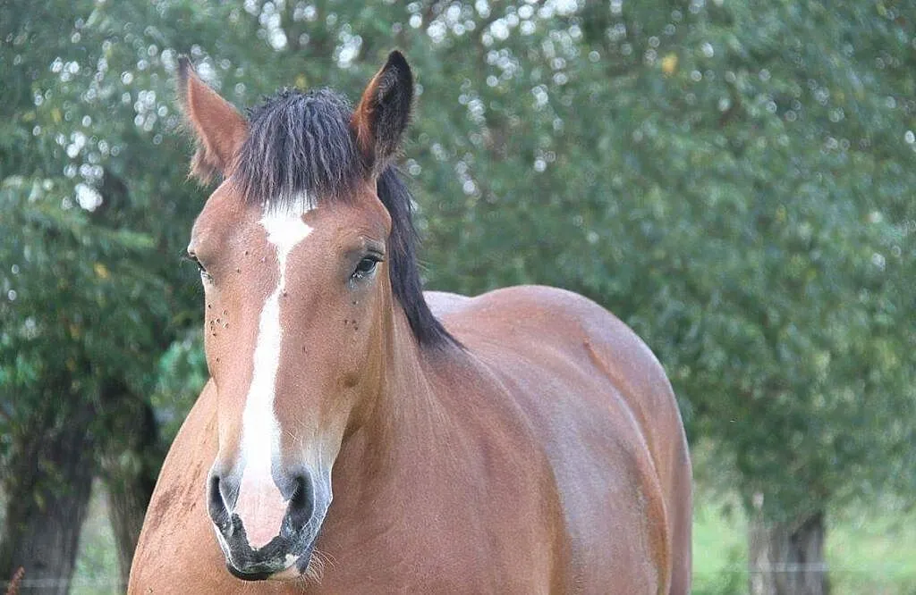 źrebna klacz zimnokrwista BEWIKA - 85 pkt, , Andrzejewo