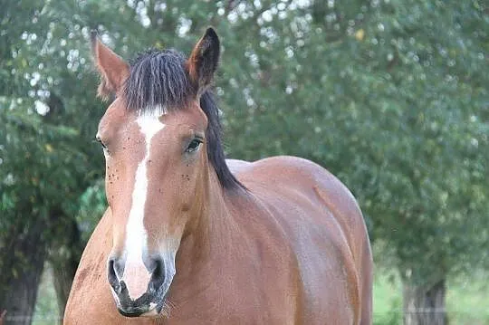 źrebna klacz zimnokrwista BEWIKA - 85 pkt, , Andrzejewo